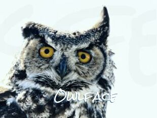 Owlface